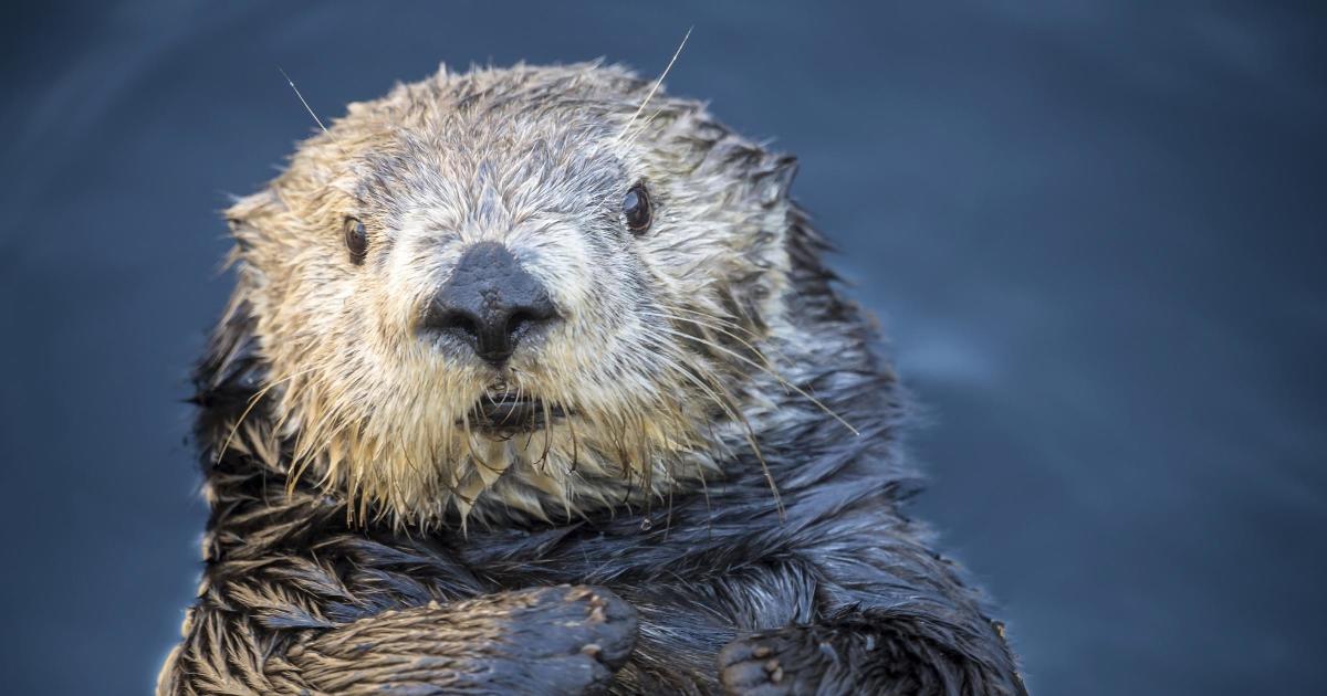 otter for zoom