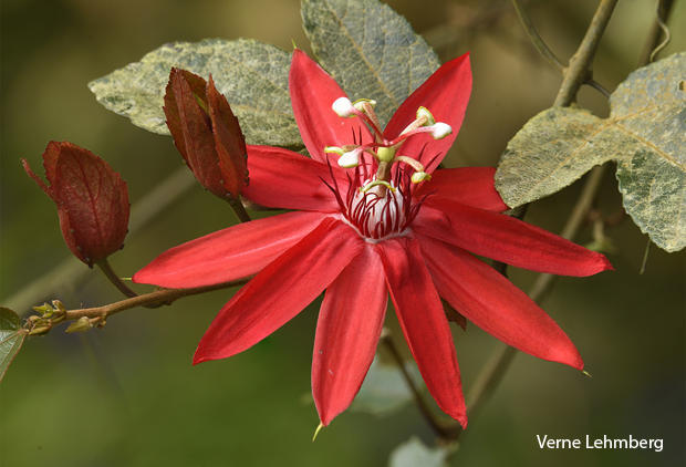 costa-rica-red-passion-flower-growing-at-mid-elevation-verne-lehmberg-620-tall.jpg 