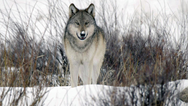 The Return Of Wolves To Yellowstone Park 60 Minutes Cbs News