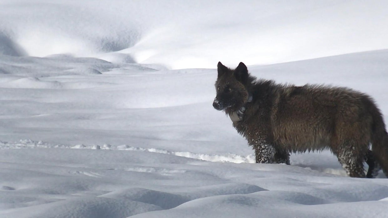 The return of wolves to Yellowstone Park 60 Minutes CBS News