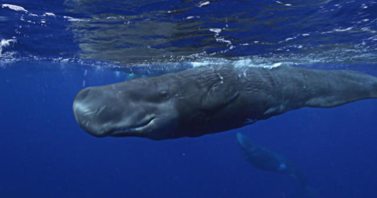 Nature: Sperm whales - CBS News