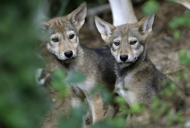 Pair of 7 weeks old red wolf pups at a Museum in North Caroline