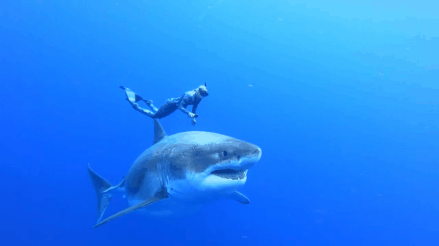Image result for white shark