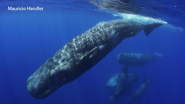 Nature Up Close Sperm Whales CBS News