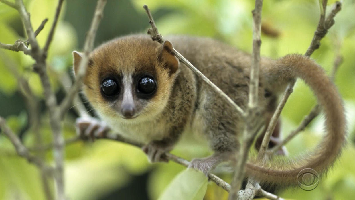 Extinction Madagascar of lemurs would have huge implications for humans