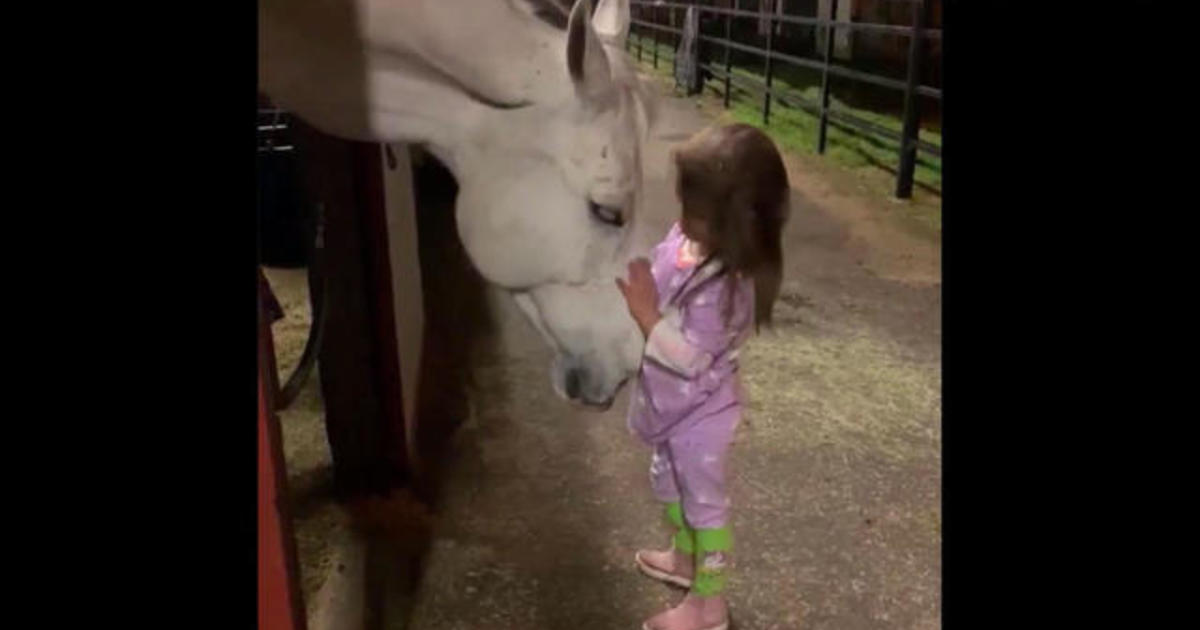 Horse And Girl Xnxx Porn - Little girl soothes horse in viral video - CBS News