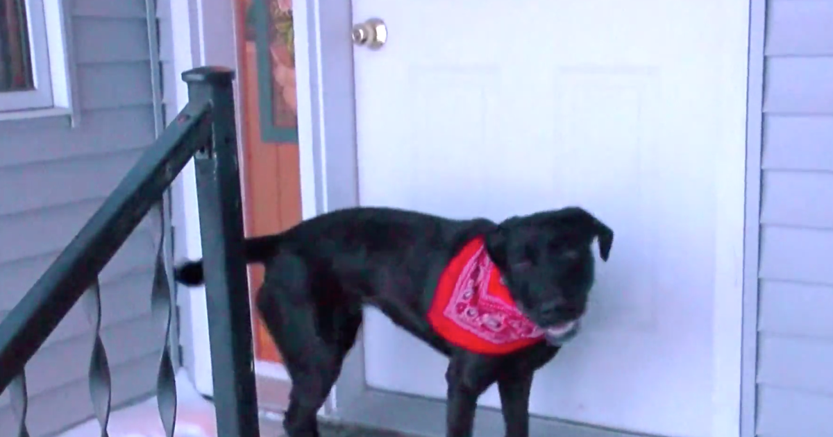 Minnesota dog rescue 87yearold woman says neighbor's dog saved her