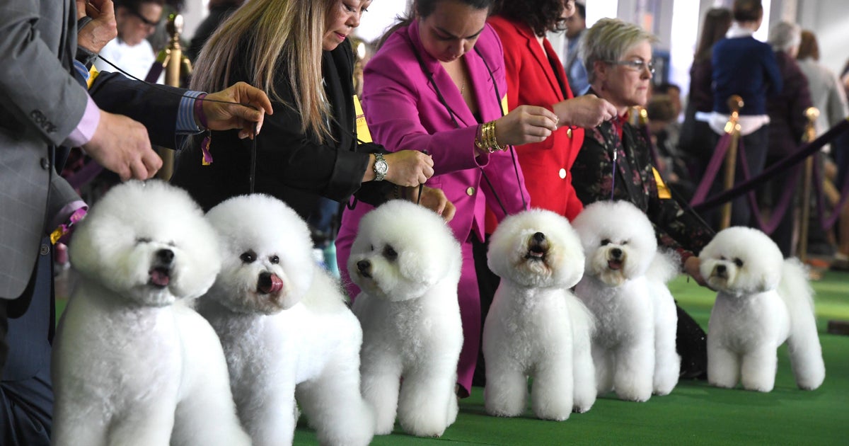 the westminster dog show 2019