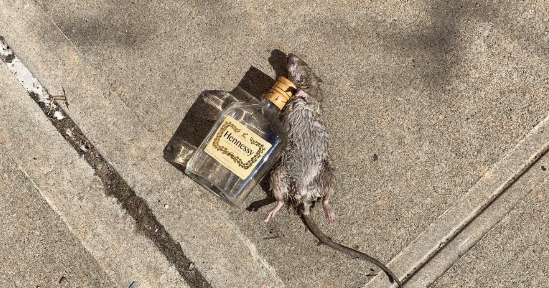 Rat lying next to an empty bottle of Hennessy goes viral as "just