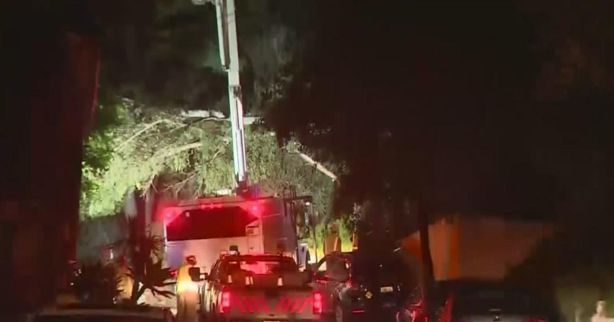 Downed Tree Knocks Out Power In Hollywood Hills Cbs Los Angeles