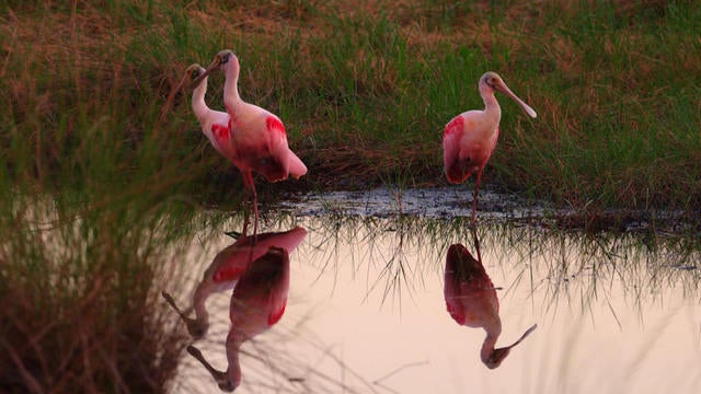 Nature Florida Wildlife Refuge Cbs News