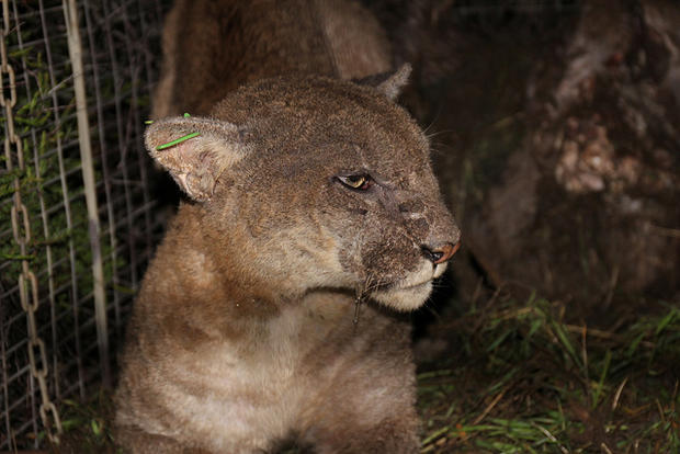 Rat Poison Could Be Causing Skin Disease In Santa Monica Mountain Lions 