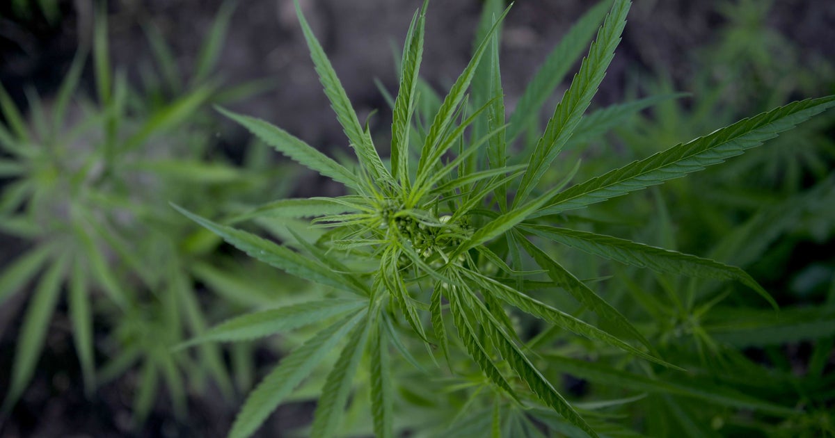 New York farmers receive licenses to grow recreational marijuana for state dispensaries - Vimarsana News