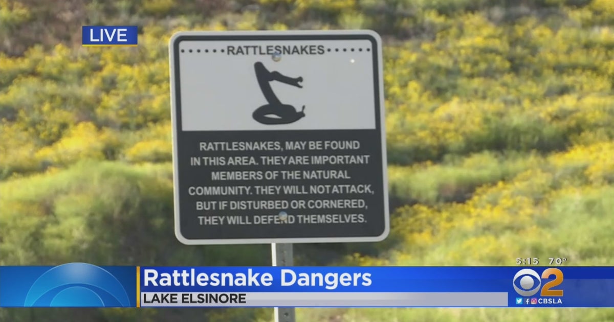 As The Weather Heats Up, So Do Rattlesnake Warnings CBS Los Angeles
