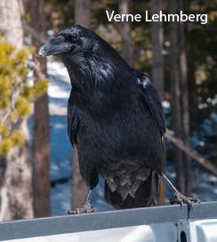 raven-on-back-of-truck-verne-lehmberg-244.jpg