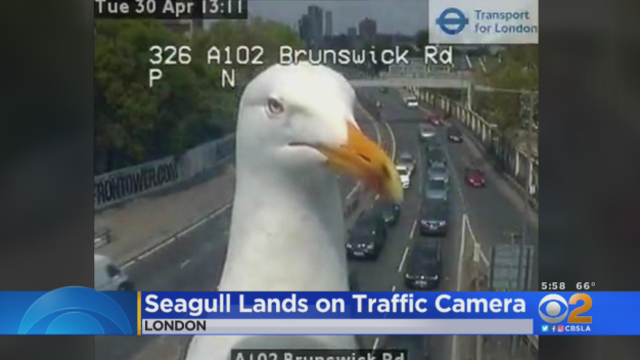 seagull.png 