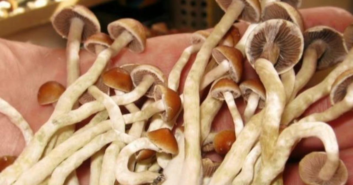 Psilocybin Mushrooms Virginia - All Mushroom Info