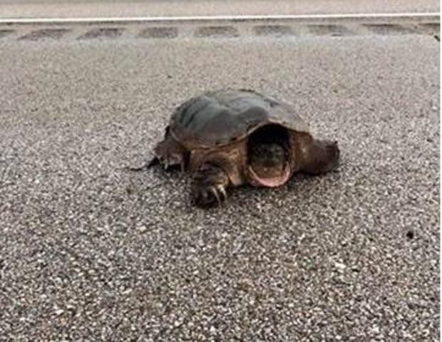Turtle On Highway 