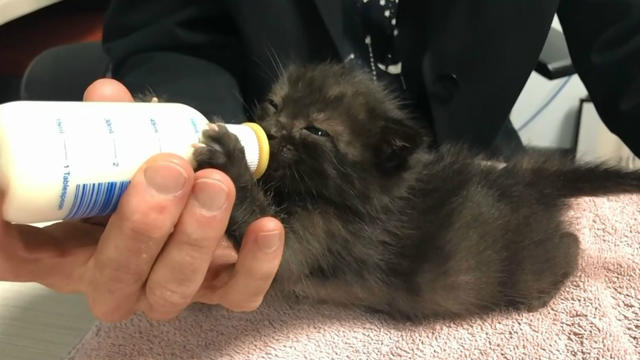 rescued-kitten-feeding.jpg 
