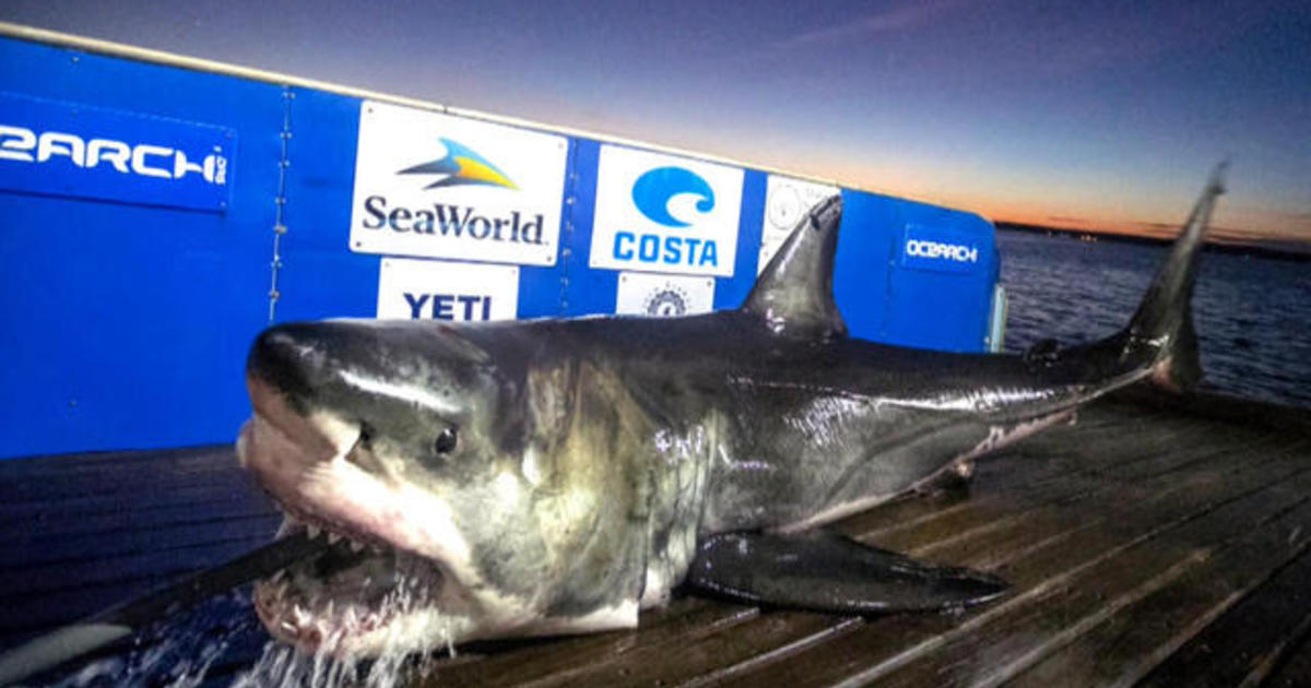 Cluster of massive great white sharks spotted off Carolina coast CBS News