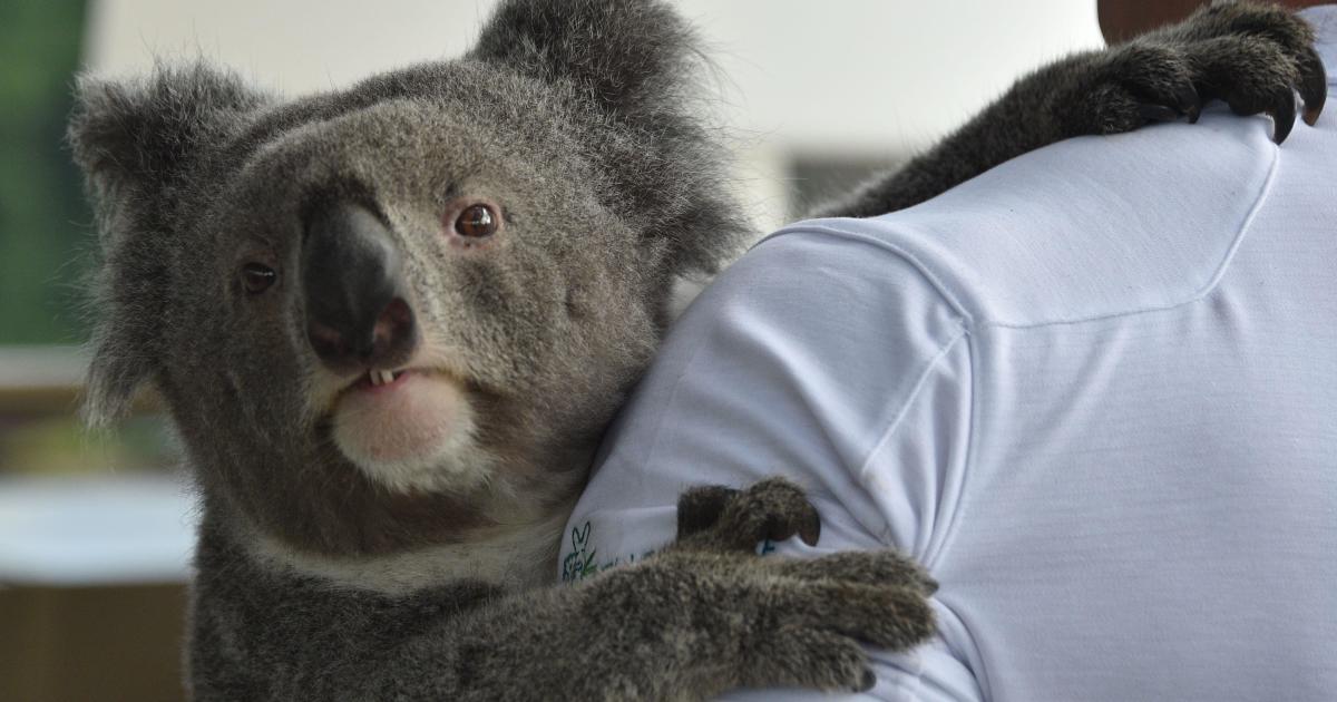 Koalas Are In Serious Trouble Because Of Wild Dogs And Chlamydia