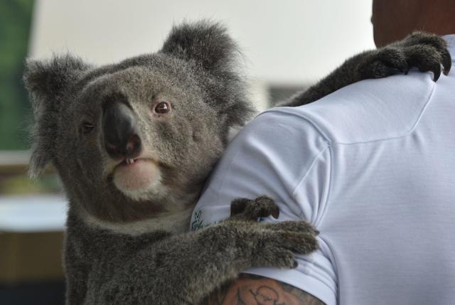Koalas Extinct There Are Only 80 000 Koalas Left In The World