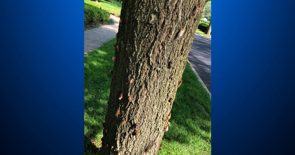 They're Here Cicadas Arrive In Pittsburgh CBS Pittsburgh