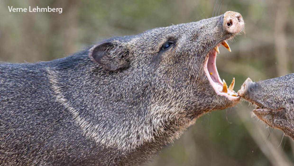 stuffed javelina