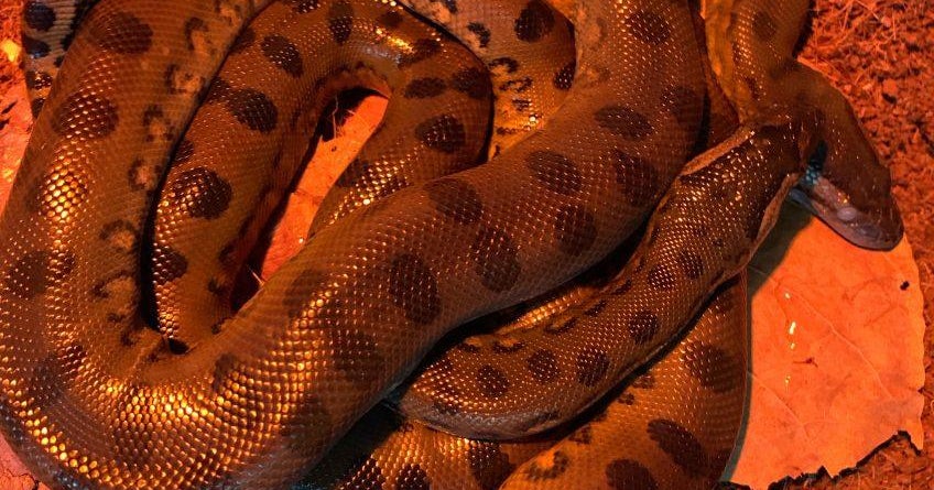 Anaconda "virgin birth" Anaconda living in exhibit with only adult