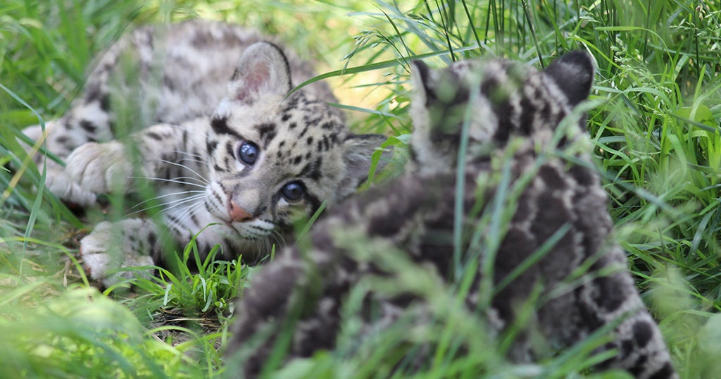 Baby Clouded Leopards Now Accepting Visitors At Pittsburgh Zoo - CBS