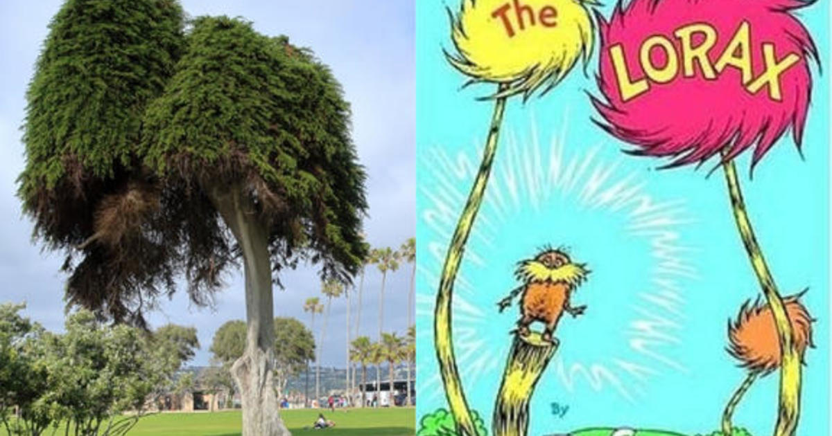 La Jolla Lorax Tree Falls The Monterey Cypress Tree That Inspired The Lorax By Dr Seuss Has Fallen Over In In The Picturesque Seaside Town Near San Diego California Cbs News