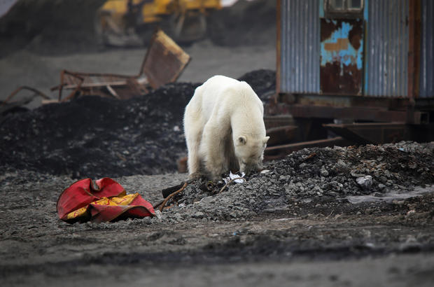 A stray polar bear is seen in the industrial city of Norilsk 