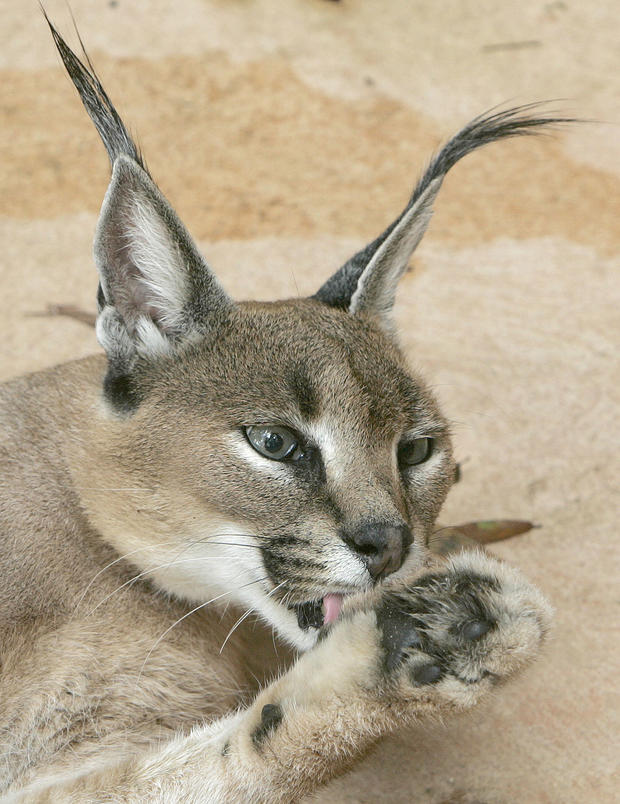 CARACAL CLEANING 