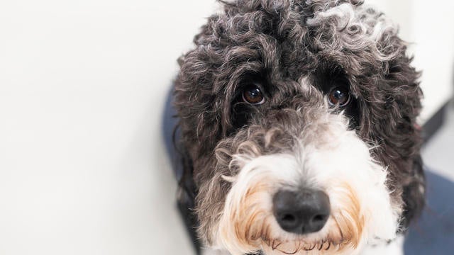 fda taste of the wild