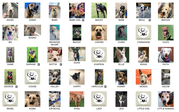 SPCA of Texas adoptable dogs 