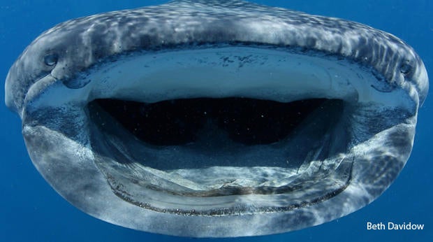 whale-shark-nostrils-and-mouth-beth-davidow-620.jpg