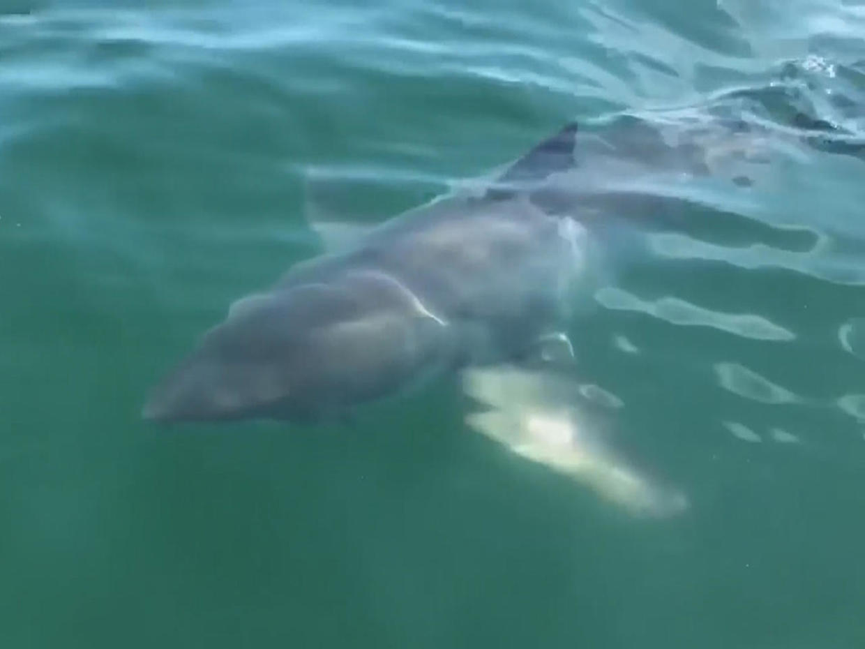 Florida Shark Attacks Jacksonville Surfer And Boogie Boarder In New Smyrna Beach Both Bitten