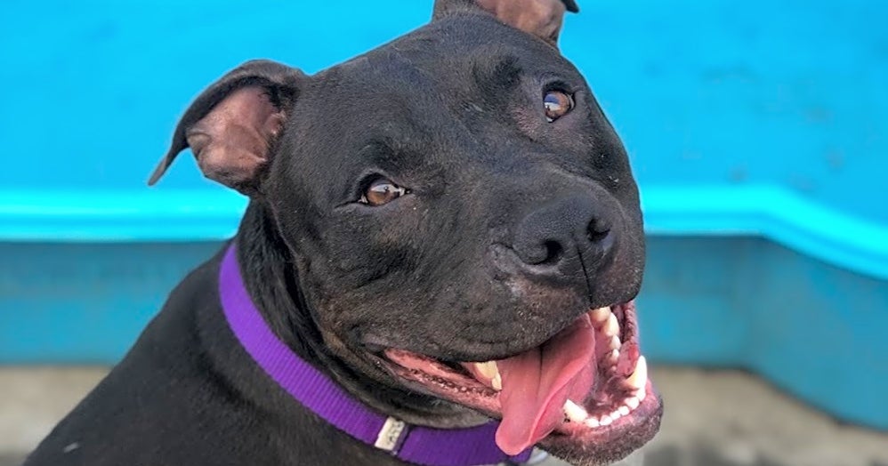 These Los AngelesBased Puppies Are Up For Adoption And In Need Of A