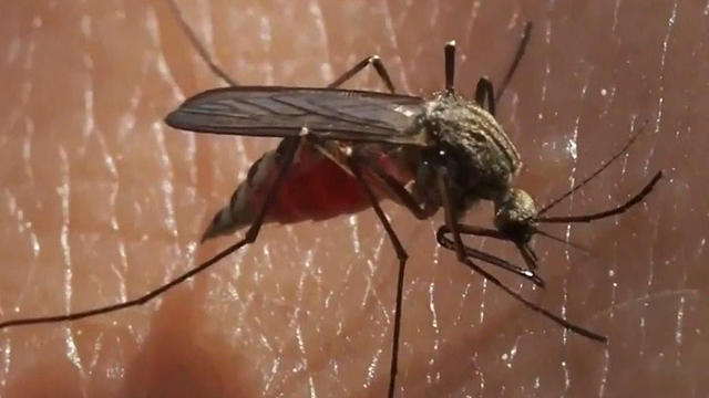 mosquito-1.jpg 