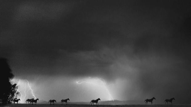 barbara-van-cleve-horses-lightning-620.jpg