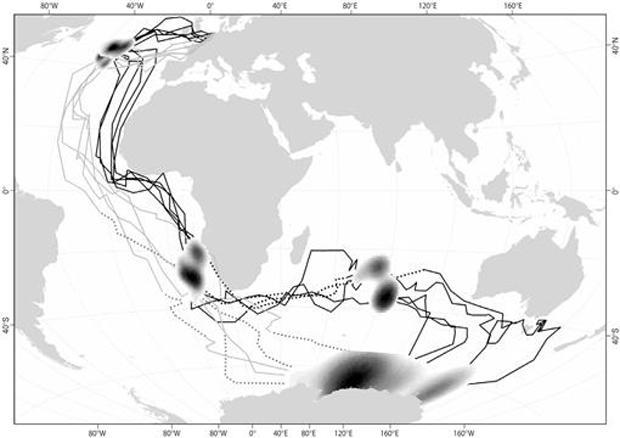 map-arctic-tern-migration-ardea-620-tall.jpg 