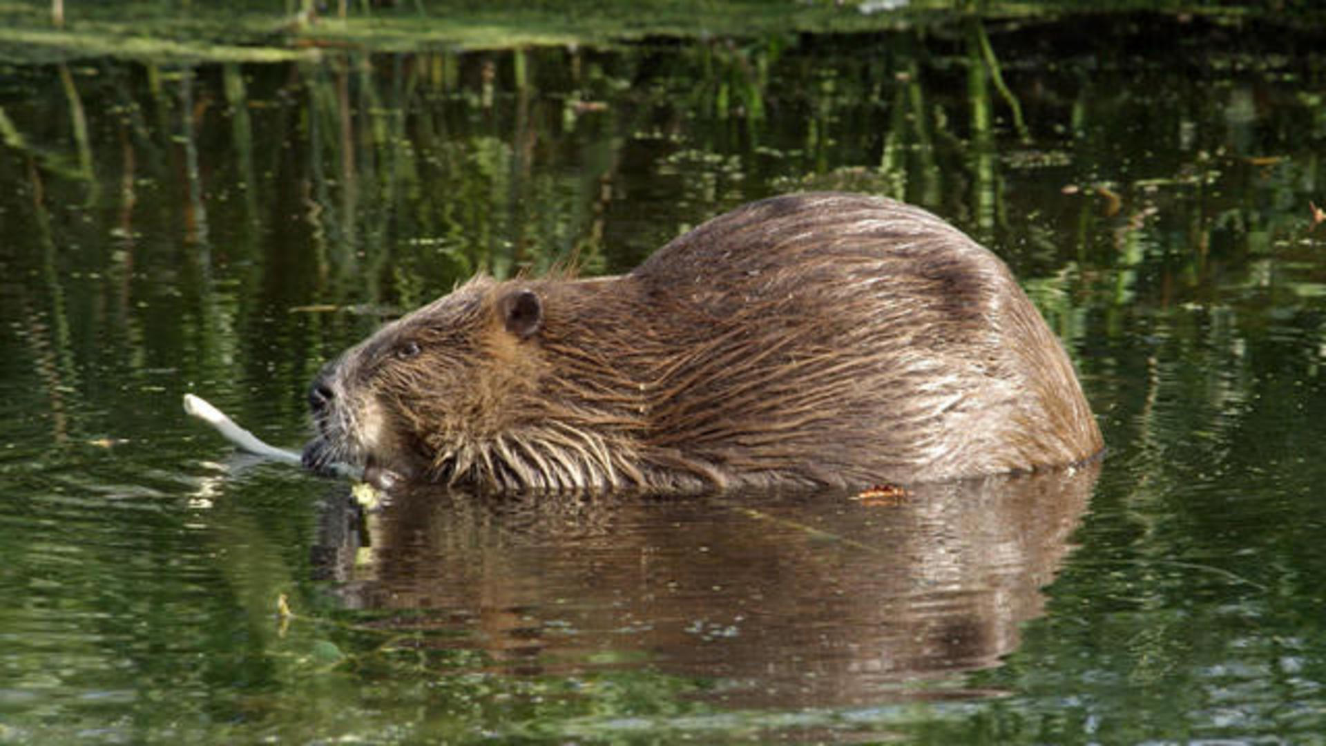 Nature Beavers Cbs News