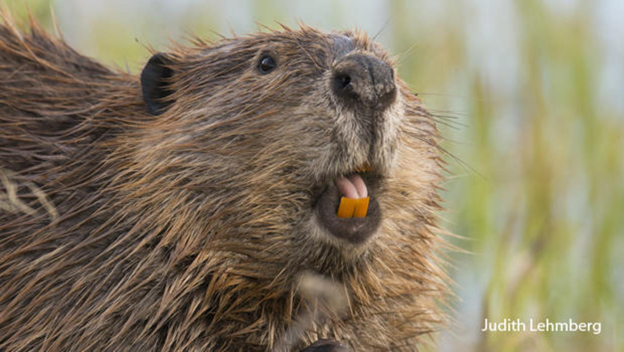 Nature up close: Beavers, the master engineers - CBS News