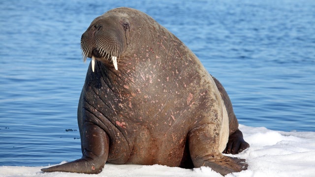 Walrus cow 