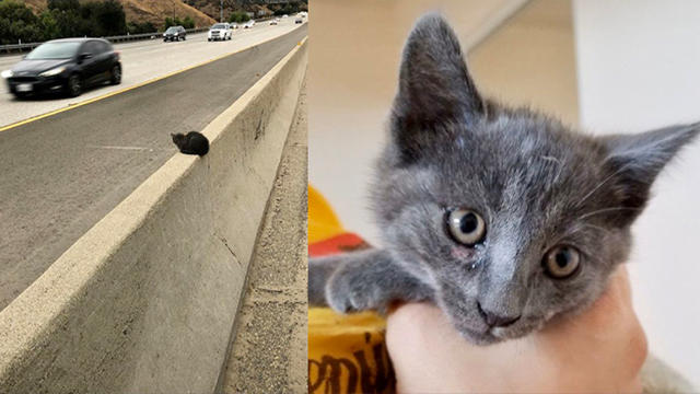 kitten-on-freeway-divider.jpg 