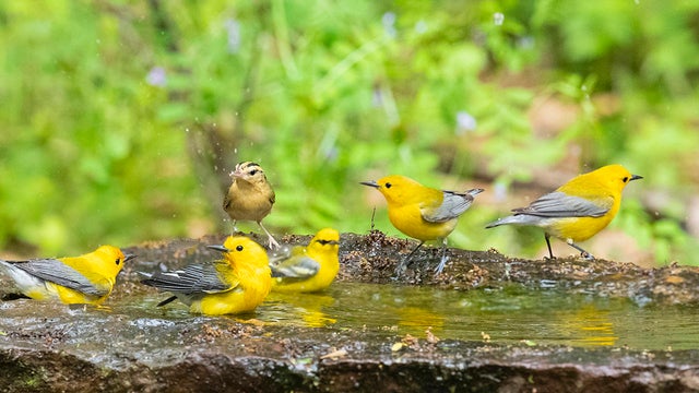 prothonotary-warblers-and-worm-eating-warbler-verne-lehmberg-promo.jpg 