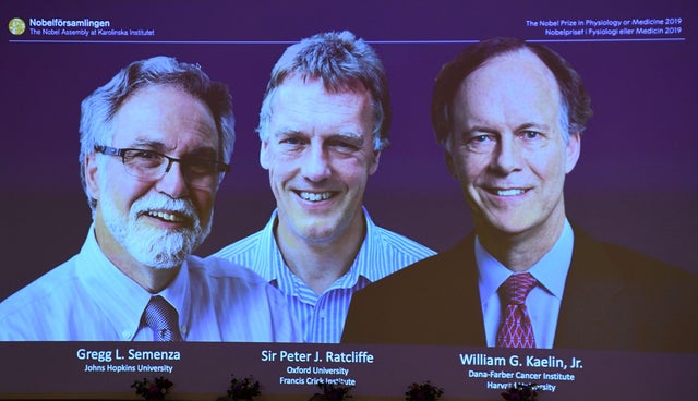 From left to right, the winners of the 2019 Nobel Prize in physiology or medicine, Gregg Semenza of the U.S., Peter Ratcliffe of Britain and William Kaelin of the U.S., appear on a screen during a press conference at the Karolinska Institute in Stockholm,