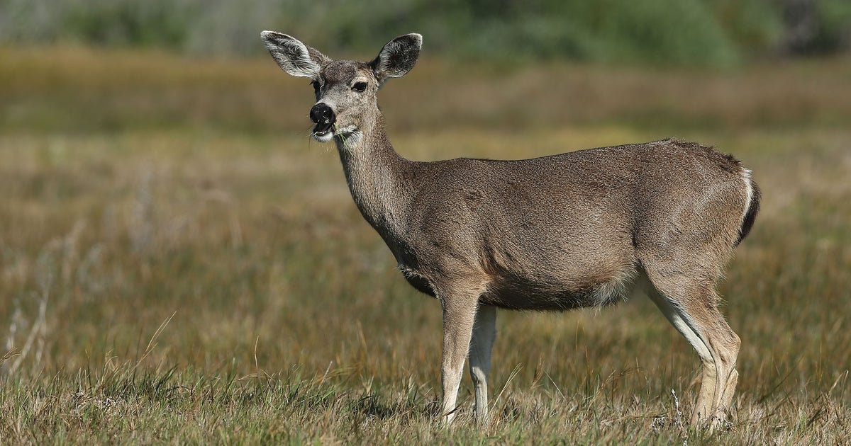 What's For Dinner? With A New California Law, Roadkill Could Be An