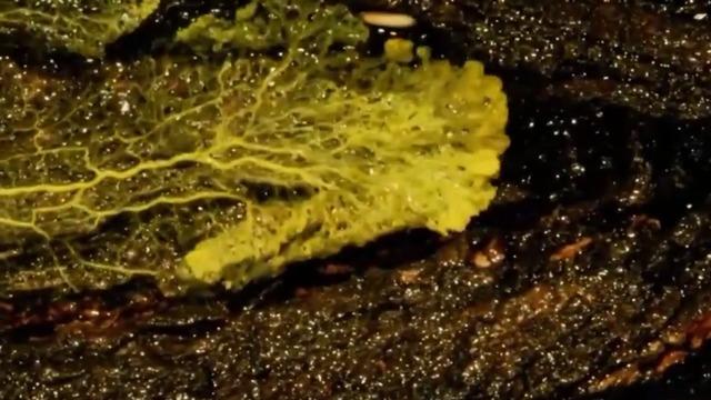cbsn-fusion-paris-zoo-unveils-the-blob-exhibit-physarum-polycephalum-thumbnail-377116-640x360.jpg