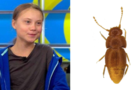 brady-cockroach-split.jpg 